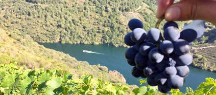 Ruta do viño